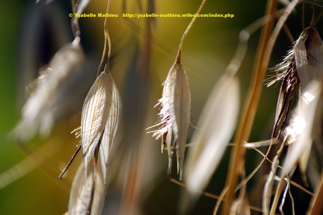 02449-Verdure-Chaudoudoux et froipiquants