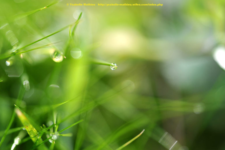 02903-Verdure-macro