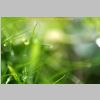 02903-Verdure-macro