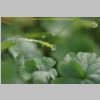 02908-Verdure-macro